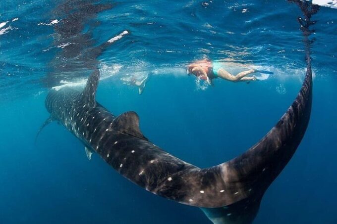 Swim Next to Whale Shark Only From Cancun - Unique Isla Contoy Location