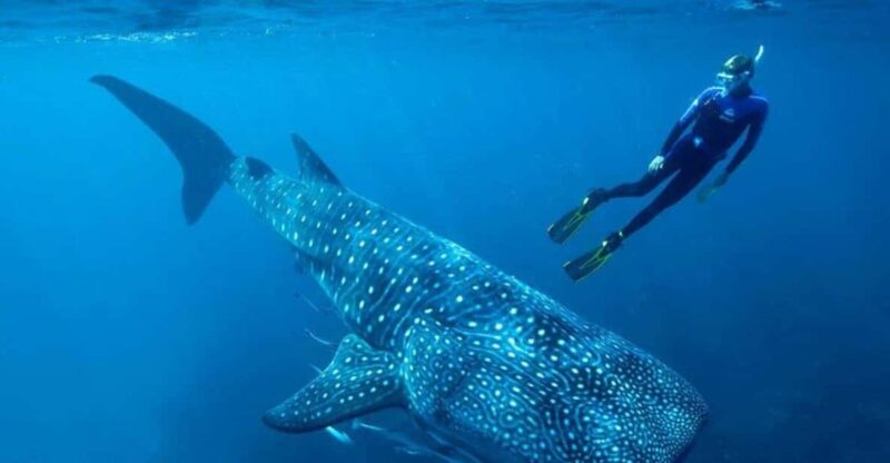 Swim Next to Whale Shark Only From Playa Del Carmen - Tour Inclusions