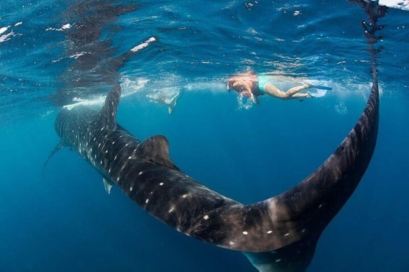 Swim Next to Whale Shark Only From Playa Del Carmen - Cancellation and Booking