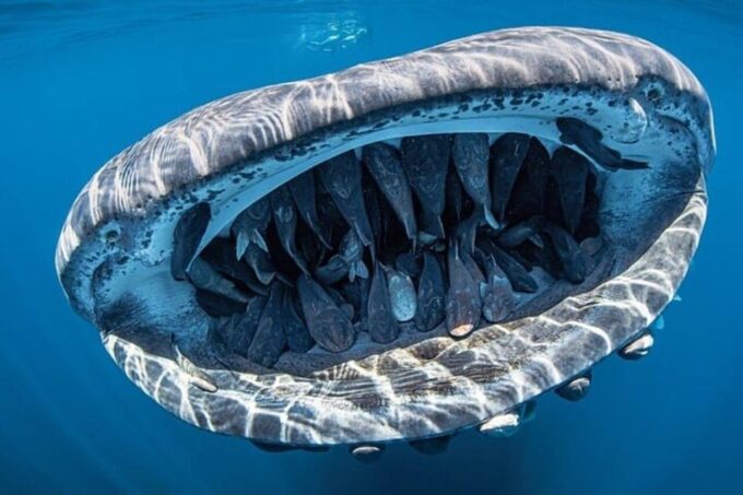 Swim Next to Whale Shark Only From Playa Del Carmen - Tour Schedule