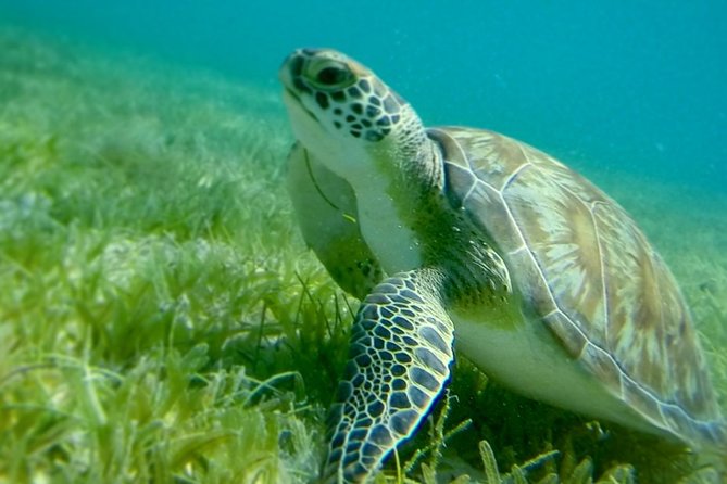 Swim W/Turtles at St. John, Pizza Pi & Snorkel a Shipwreck. - Overview of the Experience