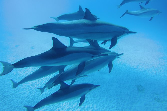 Swim With Dolphin in Dolphin House Satayeh Reef Snorkeling Sea Trip - Marsa Alam - Key Points