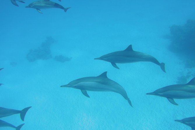 Swim With Dolphin in Dolphin House Satayeh Reef Snorkeling Sea Trip - Marsa Alam - Included in the Trip