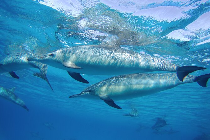 Swim With Dolphin in Dolphin House Satayeh Reef Snorkeling Sea Trip - Marsa Alam - Meeting and Pickup Details