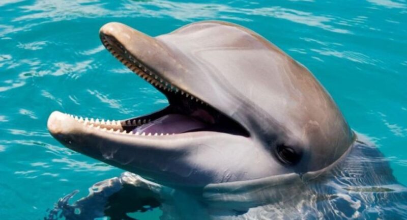 Swim With Dolphins at Ocean World Puerto Plata - Key Points