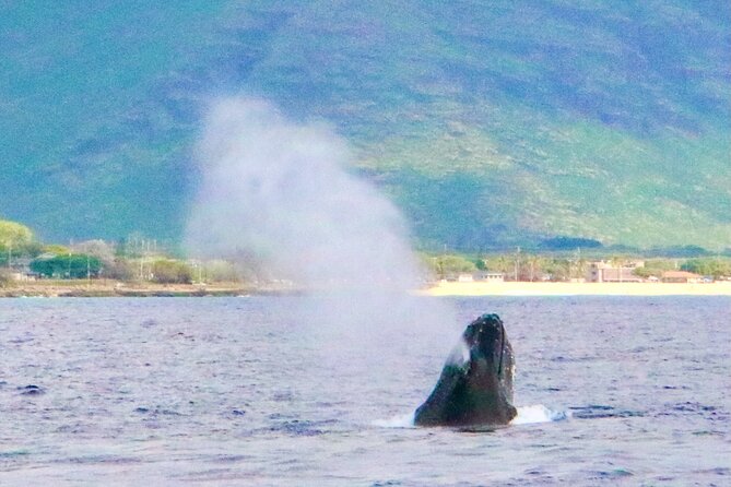 Swim With Dolphins in the West Coast Line of Oahu - Crew Dedication