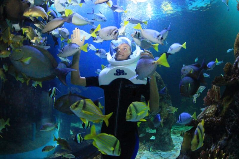 Swim With Dolphins Premium - Interactive Aquarium Cancun - Customer Feedback