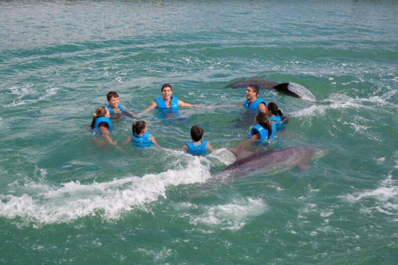 Swim With Dolphins Ride - Puerto Morelos - Interaction and Activities