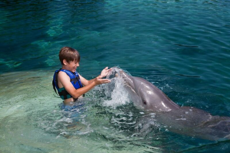 Swim With Dolphins Splash - Puerto Morelos - Experience Highlights