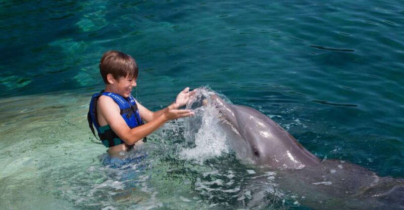 Swim With Dolphins Splash - Riviera Maya - Key Points