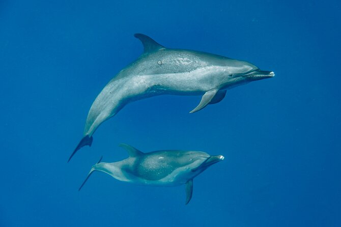 Swim With Dolphins & Turtles in West Oahu (Semi-Private Tours) - Snorkeling Equipment and Amenities