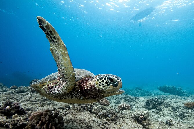 Swim With Dolphins & Turtles in West Oahu (Semi-Private Tours) - Meeting and End Point