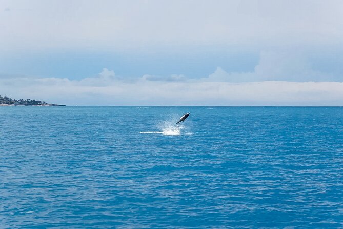 Swim With Dolphins & Turtles in West Oahu (Semi-Private Tours) - Confirmation and Group Size