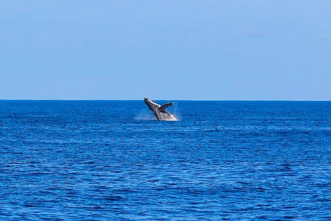 Swim With Dolphins & Turtles in West Oahu (Semi-Private Tours) - Additional Considerations