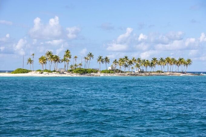 Swim With Famous Pigs at Rose Island - What to Expect