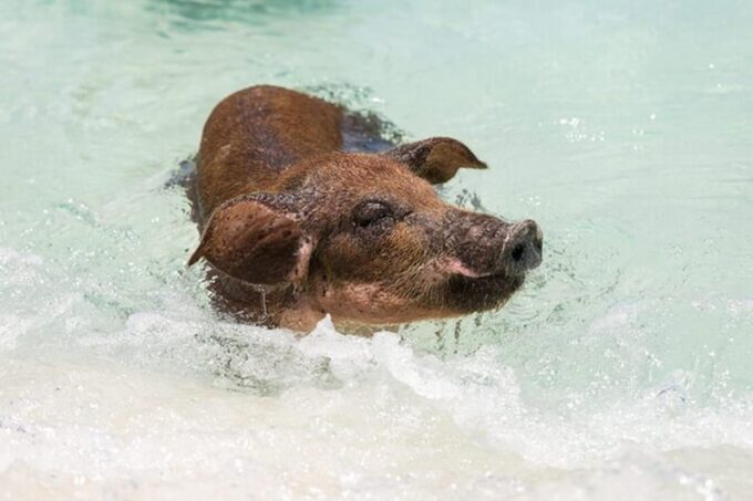Swim With Famous Pigs at Rose Island - Additional Information