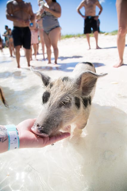 Swim With Famous Pigs at Rose Island - Recap