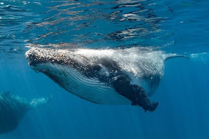 Swim With Humpback Whales - Ningaloo Reef - 3 Islands Whale Shark Dive - Inclusions and Highlights