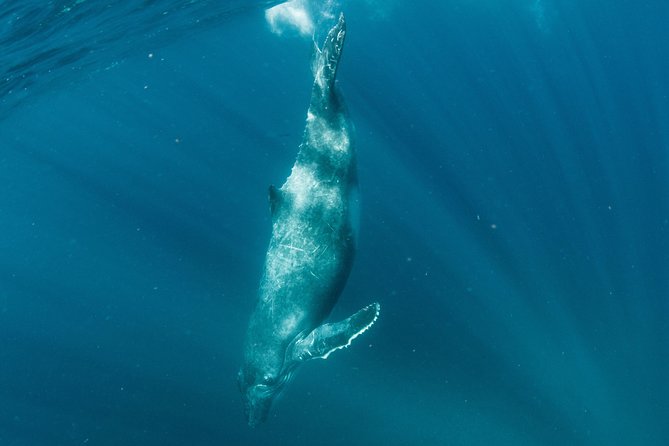 Swim With Humpback Whales - Ningaloo Reef - 3 Islands Whale Shark Dive - Seasonal Marine Life Sightings