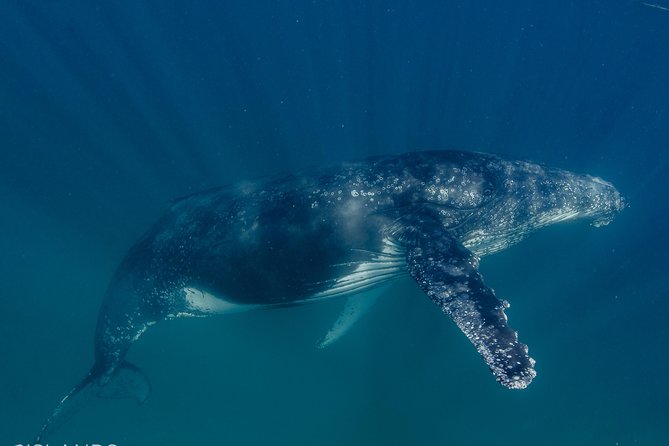 Swim With Humpback Whales - Ningaloo Reef - 3 Islands Whale Shark Dive - Exclusive Spotter Plane
