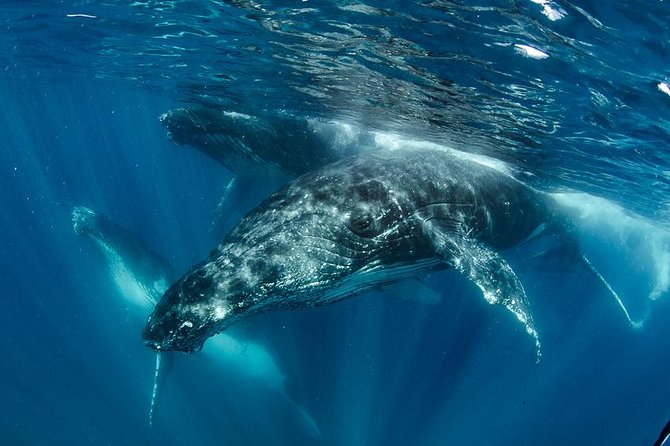 Swim With Humpback Whales - Ningaloo Reef - 3 Islands Whale Shark Dive - Snorkeling and Wetsuits Provided