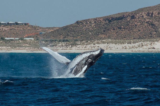 Swim With Humpback Whales - Ningaloo Reef - 3 Islands Whale Shark Dive - Dining and Refreshments