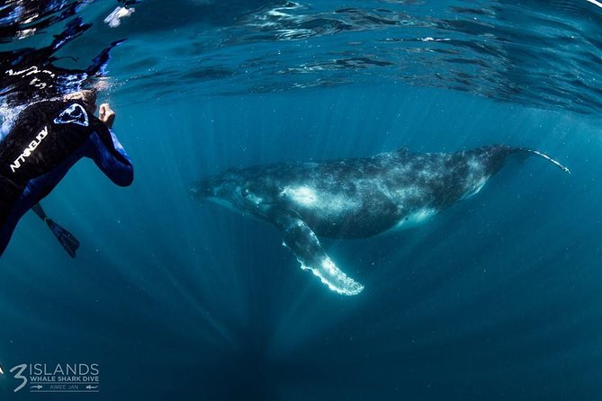 Swim With Humpback Whales - Ningaloo Reef - 3 Islands Whale Shark Dive - Transportation and Accessibility