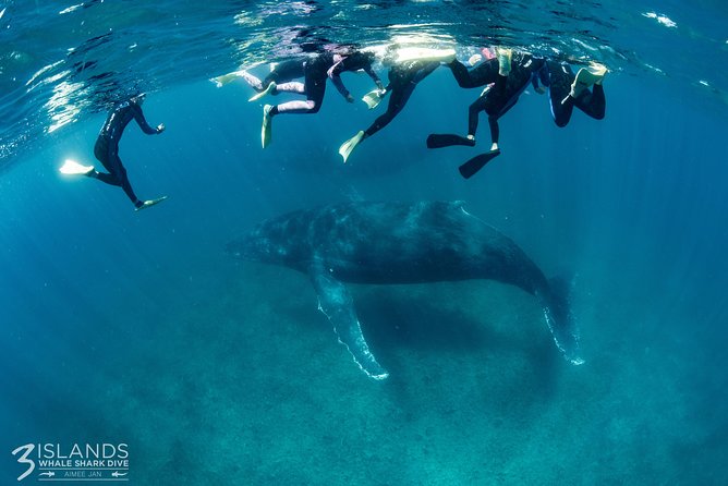 Swim With Humpback Whales - Ningaloo Reef - 3 Islands Whale Shark Dive - Reviews and Booking Details
