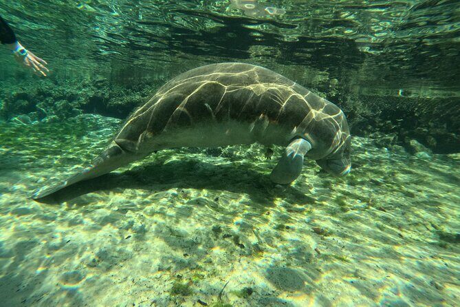 Swim With Manatees In Crystal River - An In-Depth Look at the Experience