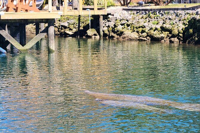 Swim With Manatees In Crystal River - Who Should Consider This Tour?