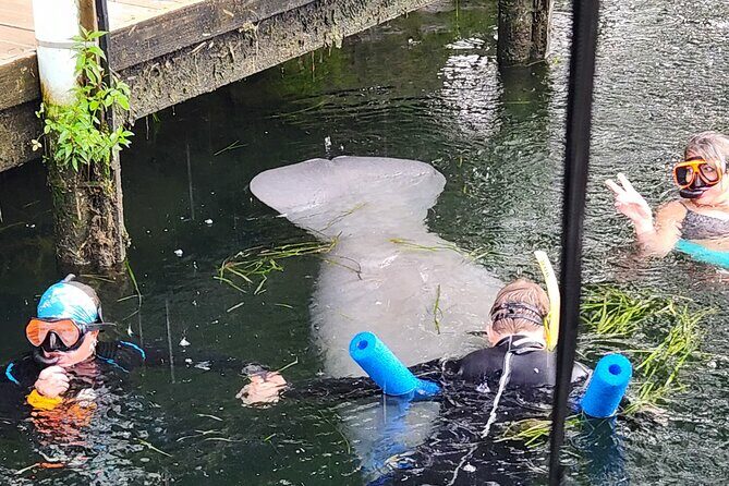 Swim With Manatees In Crystal River - FAQ
