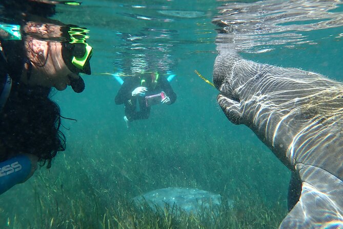 Swim With Manatees In Crystal River, Florida - Engaging With Knowledgeable Guides