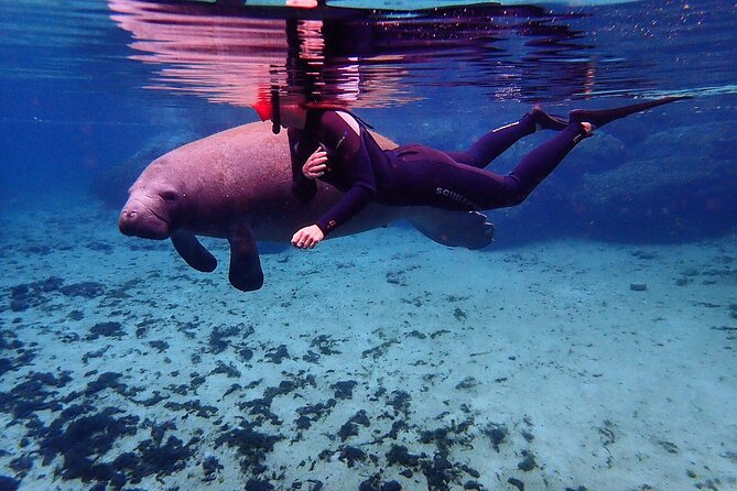 Swim With Manatees In Crystal River, Florida - Essential Logistics and Preparation