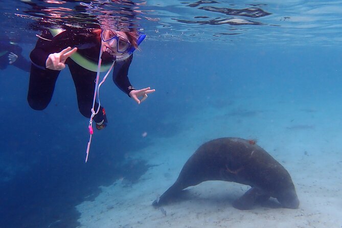 Swim With Manatees In Crystal River, Florida - Health and Safety Considerations