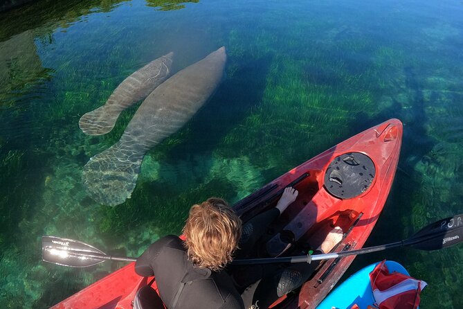 Swim With Manatees In Crystal River, Florida - Positive Customer Experiences