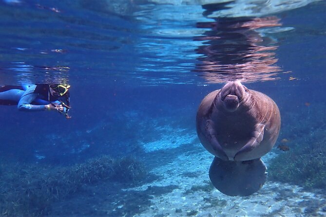 Swim With Manatees In Crystal River, Florida - Embracing the Manatee Adventure