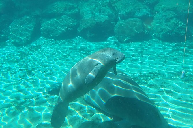 Swim With Manatees In Crystal River, Florida - Meeting and Pickup