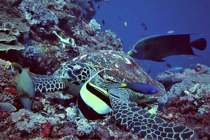 Swim with Manta Rays: Snorkeling Day Trip from Bali - The Real Experience: What Travelers Say