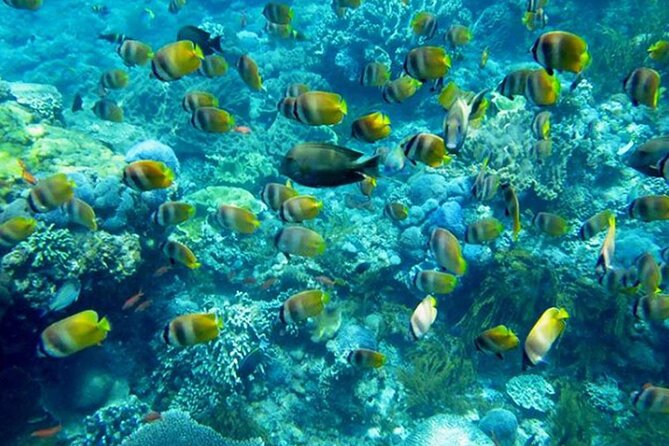 Swim With Manta Rays : Snorkeling Day Trip From Bali (B) - Guest Reviews