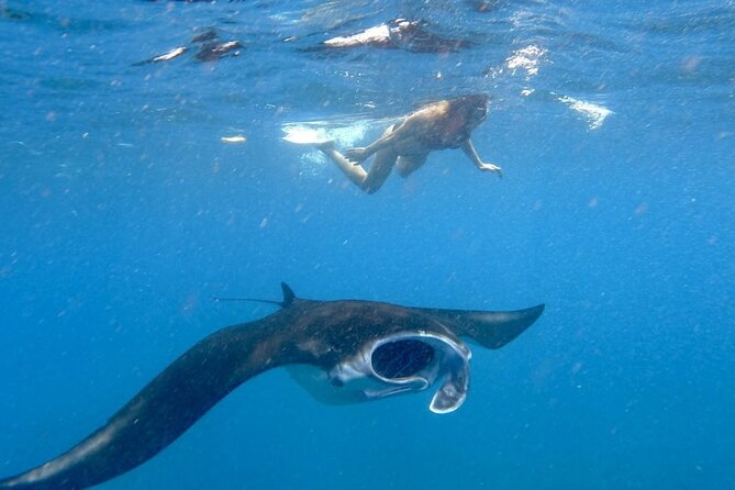 Swim With Manta Rays : Snorkeling Day Trip From Bali - Included Services and Requirements