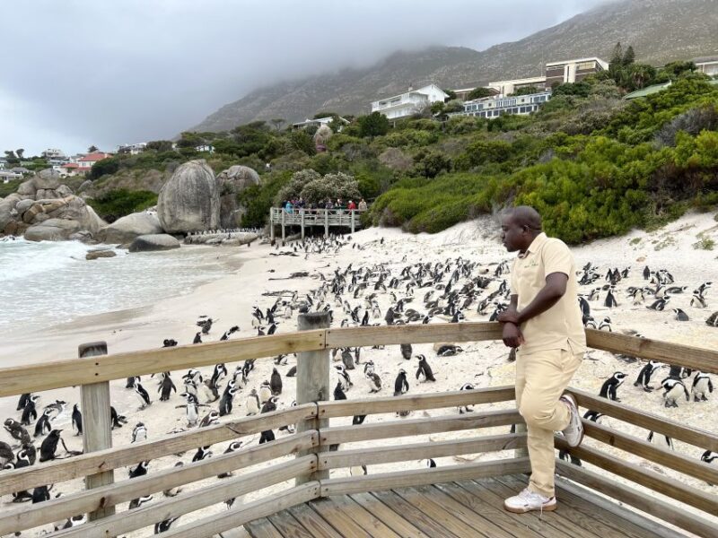 Swim With Penguins at Boulders Beach Penguin Colony - Itinerary