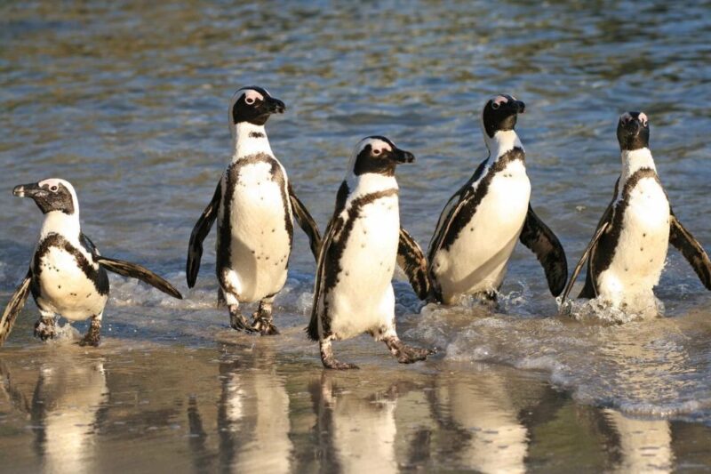 Swim With Penguins at Boulders Beach Penguin Colony - Photo Stops