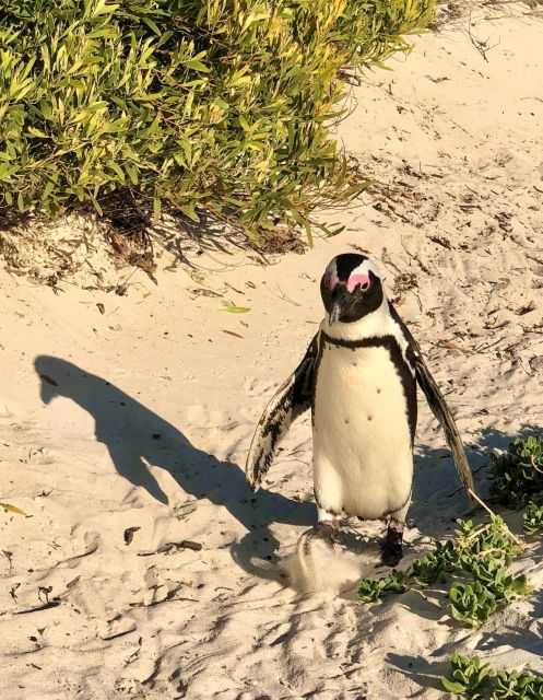 Swim With Penguins at Boulders Beach Penguin Colony - Boulders Penguin Colony