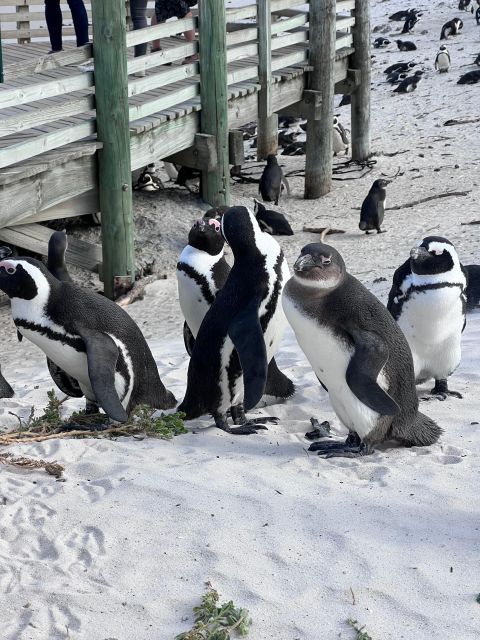 Swim With Penguins at Boulders Beach Penguin Colony - Lunch and Shopping