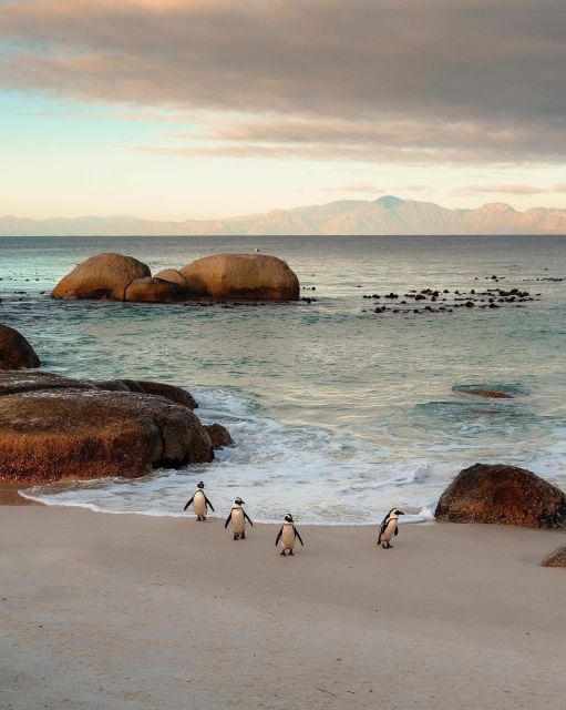 Swim With Penguins at Boulders Beach Penguin Colony - Chapmans Peak Drive