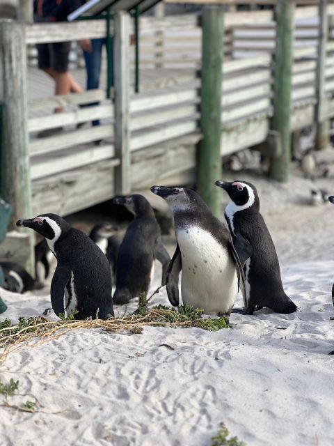 Swim With Penguins at Boulders Beach Penguin Colony - Frequently Asked Questions