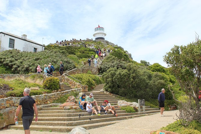Swim With Penguins at Boulders Chapmans Peak + Seals Inc Tickets - Inclusions and What to Expect