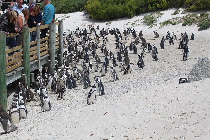 Swim With Penguins at Boulders Chapmans Peak + Seals Inc Tickets - Pricing and Payment Options