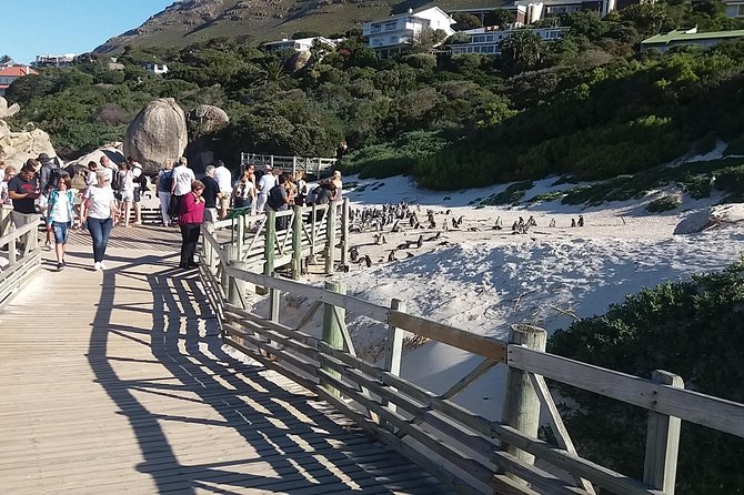 Swim With Penguins at Boulders Chapmans Peak + Seals Inc Tickets - Pickup and Meeting Information
