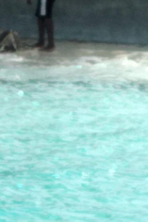 Swim With Pigs, Rose Island, Bahamas - Key Points